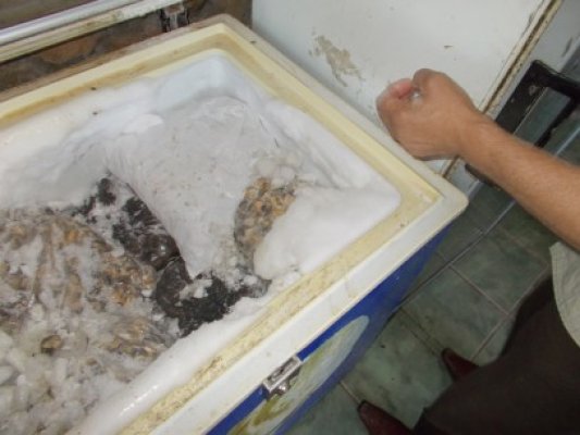 Poliţiştii au confiscat în Corbu peste 300 de kilograme de melci de mare